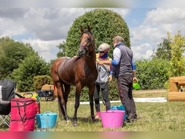 Volbloed Arabier Hengst Bruin in Lahntal