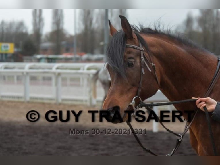 Volbloed Arabier Hengst Bruin in Meerdonk