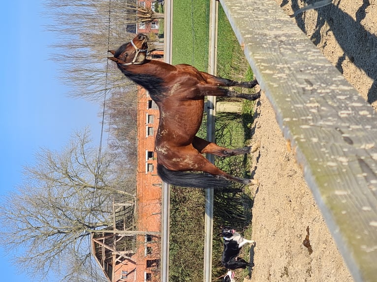 Volbloed Arabier Hengst Bruin in Meerdonk