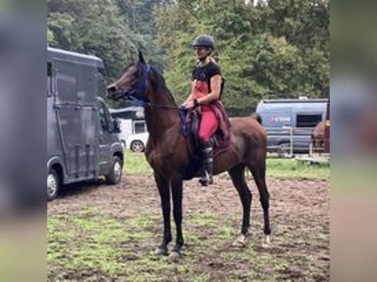 Volbloed Arabier Hengst Bruin in Meerdonk