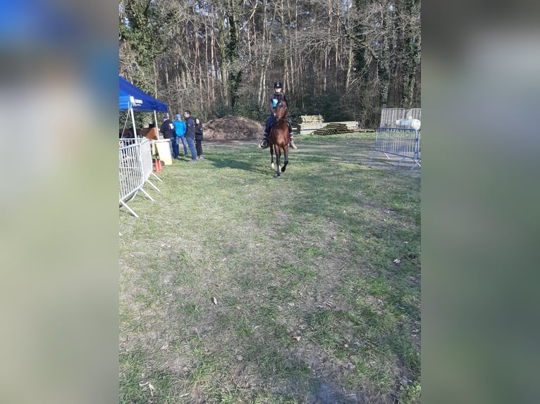 Volbloed Arabier Hengst Bruin in Meerdonk