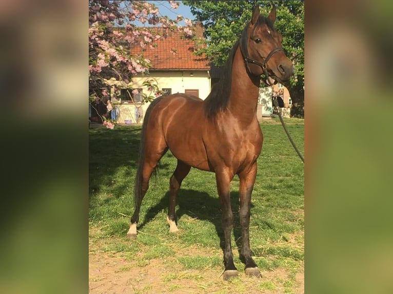 Volbloed Arabier Hengst Bruin in Meerdonk