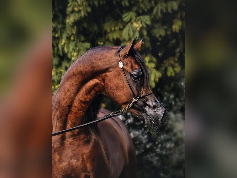 Volbloed Arabier Hengst Bruin in Zuidoostbeemster