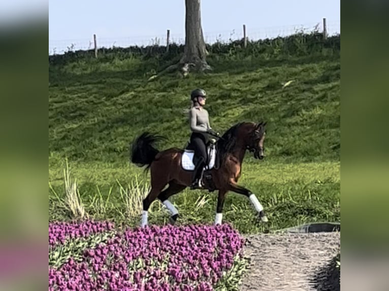 Volbloed Arabier Hengst Bruin in Zuidoostbeemster