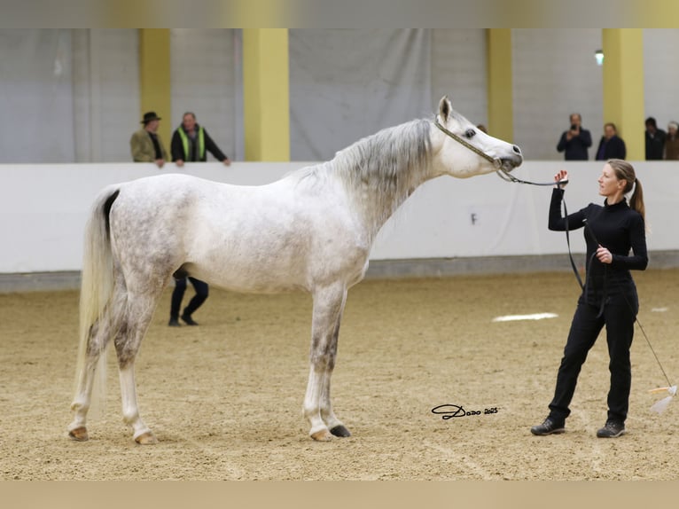 Volbloed Arabier Hengst in Parndorf / Pandrof