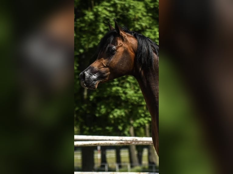 Volbloed Arabier Hengst Roodbruin in Krasnopol