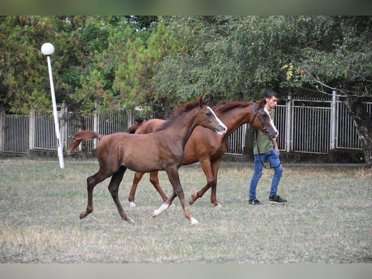 Volbloed Arabier Hengst Veulen (05/2025) 110 cm Donkere-vos in Sofia