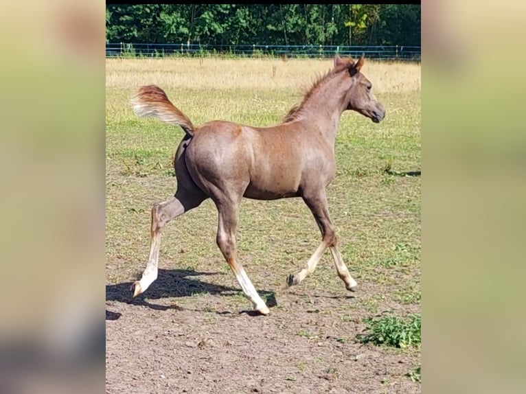Volbloed Arabier Hengst Veulen (06/2025) 154 cm Schimmel in Eschede