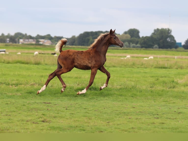 Volbloed Arabier Hengst veulen (02/2024) 159 cm Vos in Nieuwkoop