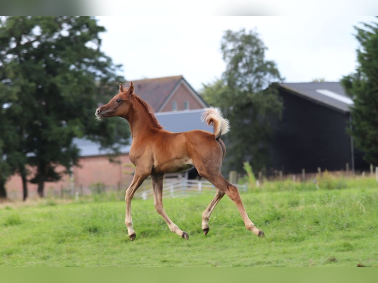 Volbloed Arabier Hengst veulen (02/2024) 159 cm Vos in Nieuwkoop