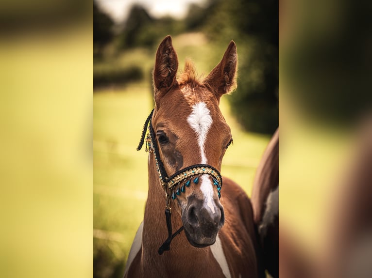 Volbloed Arabier Hengst veulen (06/2024) 160 cm Gevlekt-paard in Soest