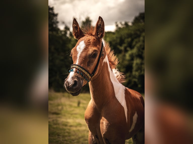 Volbloed Arabier Hengst veulen (06/2024) 160 cm Gevlekt-paard in Soest