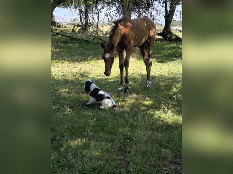 Volbloed Arabier Hengst veulen (04/2024) Bruin in Bayas