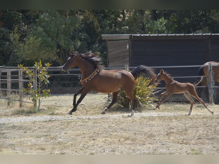 Volbloed Arabier Hengst Veulen (06/2026) Bruin in Camps La Source