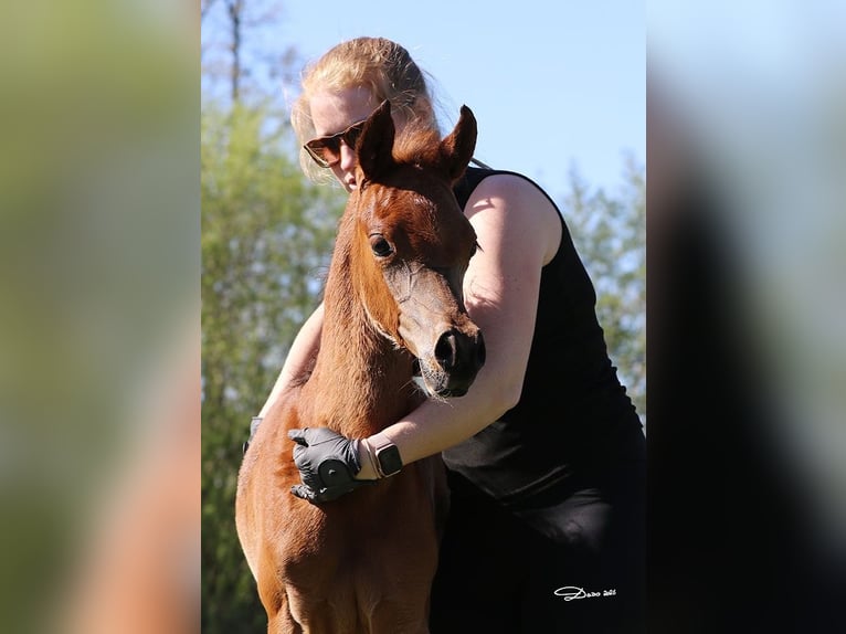 Volbloed Arabier Hengst Veulen (04/2026) Bruin in Wels