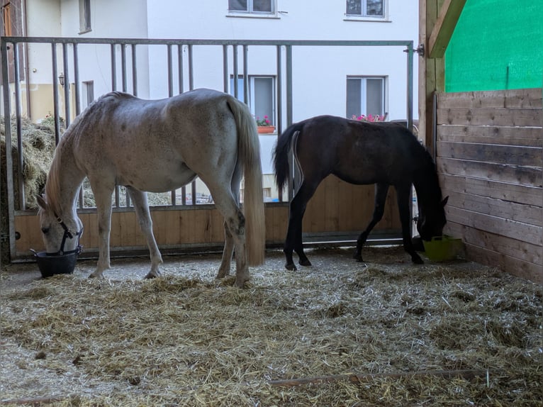 Volbloed Arabier Hengst Veulen (04/2025) kan schimmel zijn in Buchenbach Volbloed Arabier Hengst Veulen (04/2025) kan schimmel zijn in Buchenbach