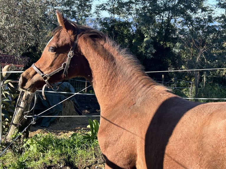 Volbloed Arabier Hengst Veulen (04/2025) Roodbruin in Fosdinovo MS