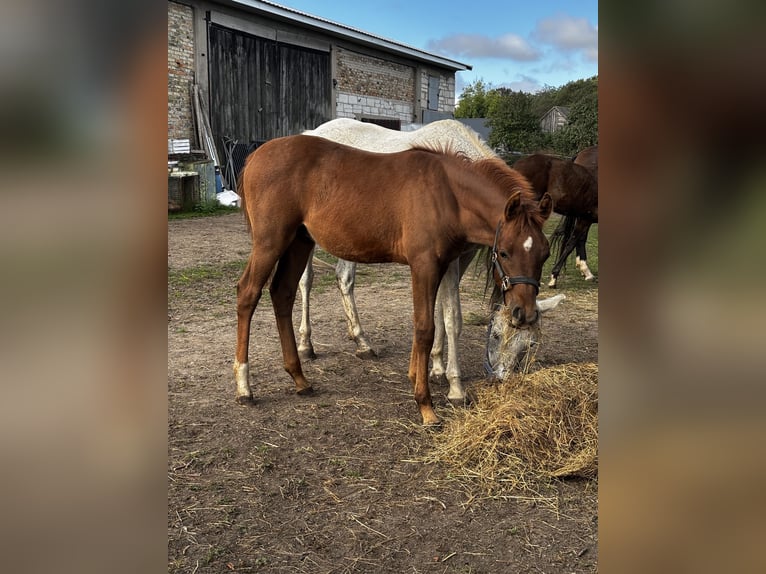 Volbloed Arabier Hengst Veulen (08/2025) Vos in Szepietowo