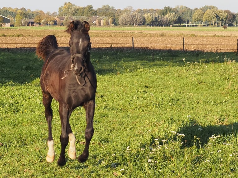 Volbloed Arabier Hengst Veulen (04/2026) Zwart in Baak