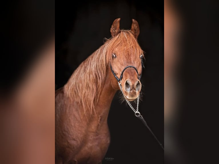 Volbloed Arabier Hengst Vos in Arenrath