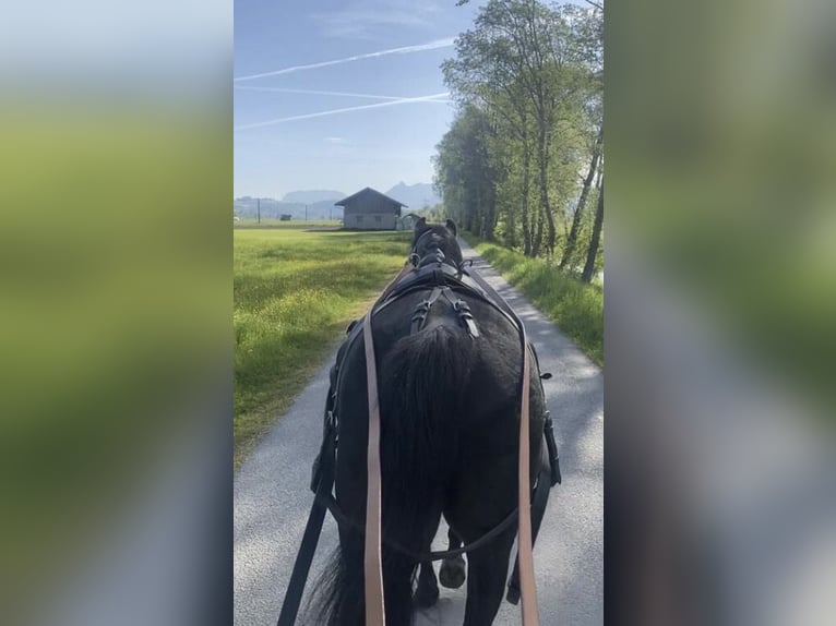 Volbloed Arabier Hengst Zwart in Kramsach