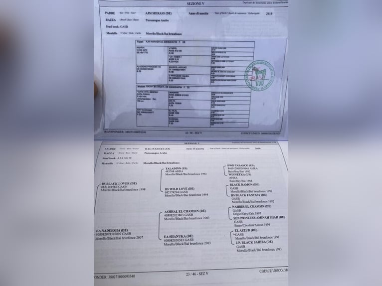 Volbloed Arabier Hengst Zwart in Kramsach