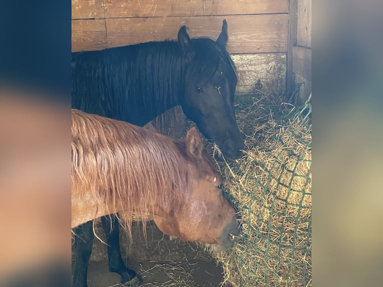 Volbloed Arabier Hengst Zwart in Radfeld