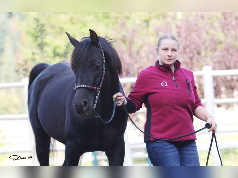 Volbloed Arabier Hengst Zwart in Söll