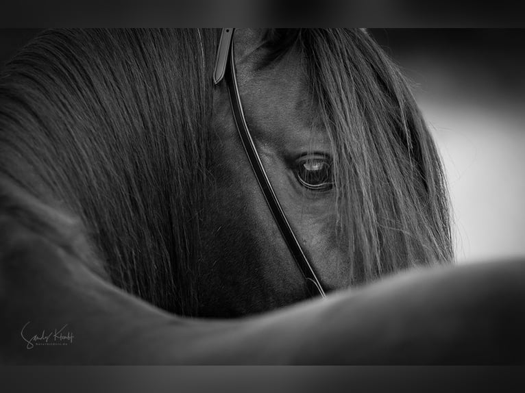 Volbloed Arabier Hengst Zwartbruin in Ingolstadt