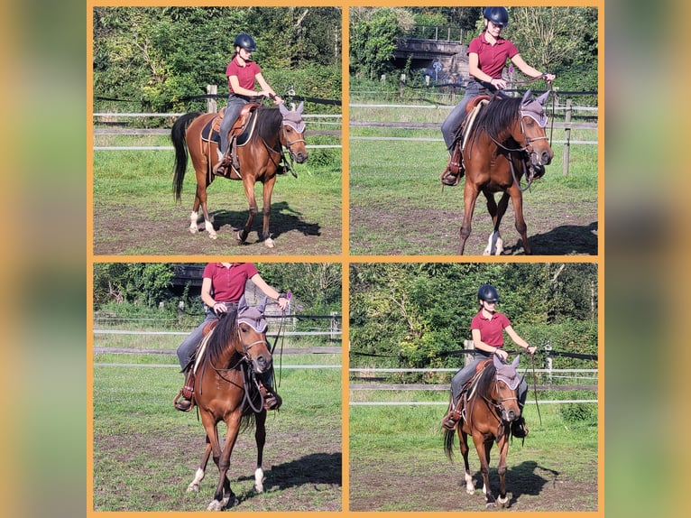 Volbloed Arabier Merrie 10 Jaar 144 cm Bruin in Moers