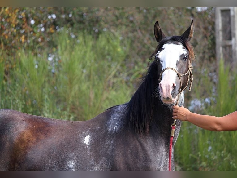 Volbloed Arabier Merrie 10 Jaar 149 cm Zwart in GOVEN