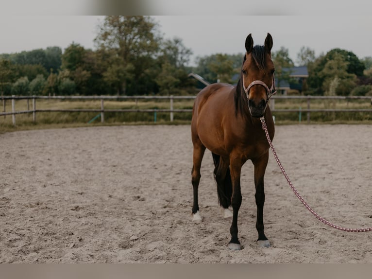 Volbloed Arabier Merrie 10 Jaar 150 cm Bruin in Zuid-Scharwoude