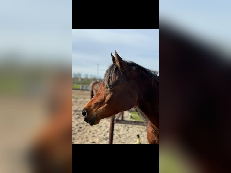 Volbloed Arabier Merrie 10 Jaar 150 cm Bruin in Zuid-Scharwoude