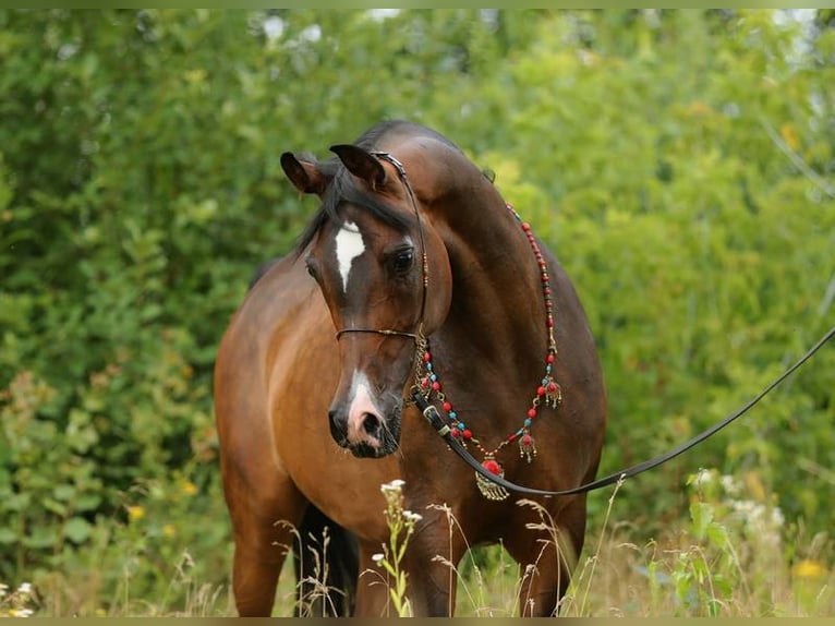 Volbloed Arabier Merrie 10 Jaar 150 cm Donkerbruin in Lodz