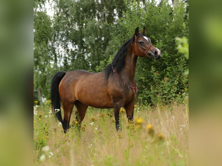 Volbloed Arabier Merrie 10 Jaar 150 cm Donkerbruin in Lodz