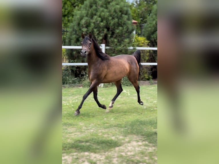 Volbloed Arabier Merrie 10 Jaar 151 cm Bruin in STESZEW