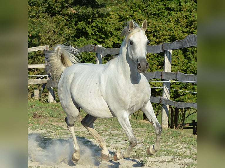 Volbloed Arabier Merrie 10 Jaar 152 cm Schimmel in Koprivnica