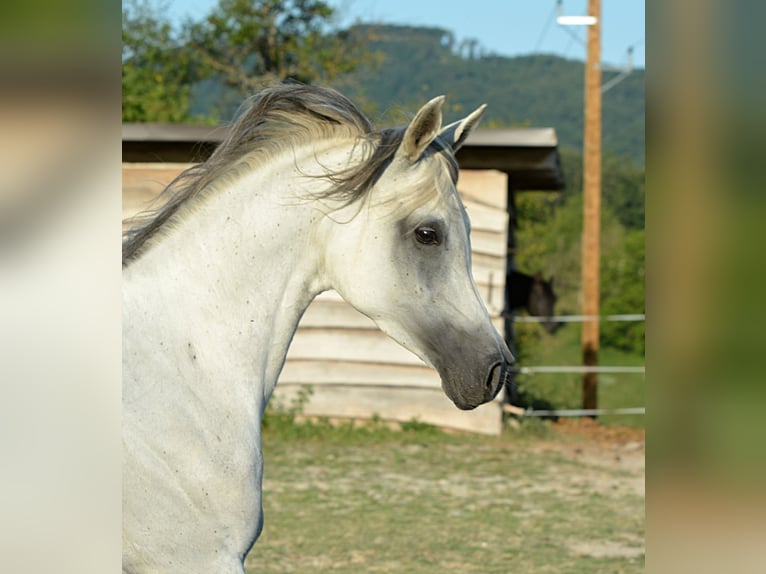 Volbloed Arabier Merrie 10 Jaar 153 cm Schimmel in Koprivnica