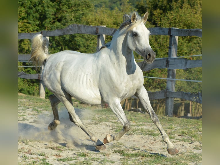 Volbloed Arabier Merrie 10 Jaar 153 cm Schimmel in Koprivnica