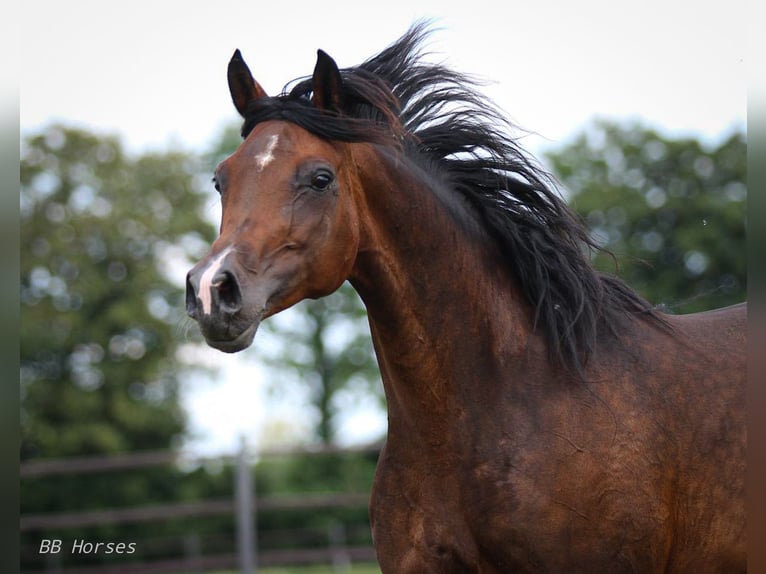 Volbloed Arabier Merrie 10 Jaar 154 cm Zwartbruin in Pastetten