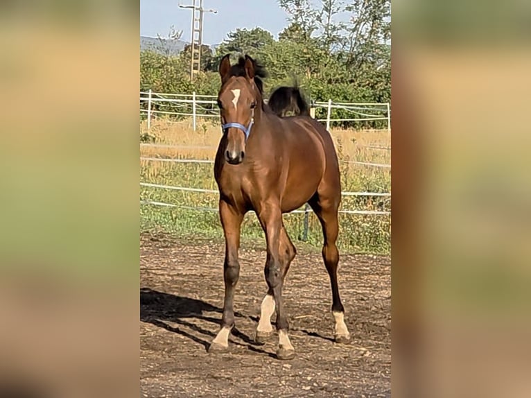 Volbloed Arabier Merrie 10 Jaar 155 cm Bruin in Theresienfeld