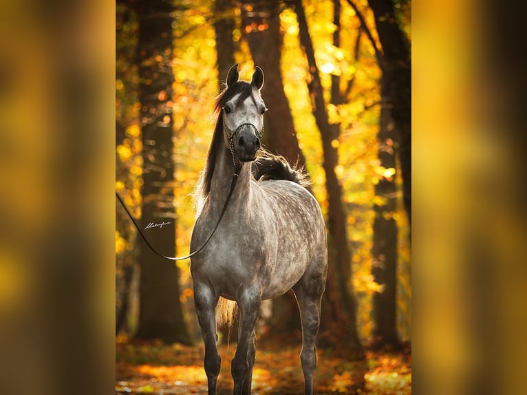 Volbloed Arabier Merrie 10 Jaar 156 cm Schimmel in Stryków