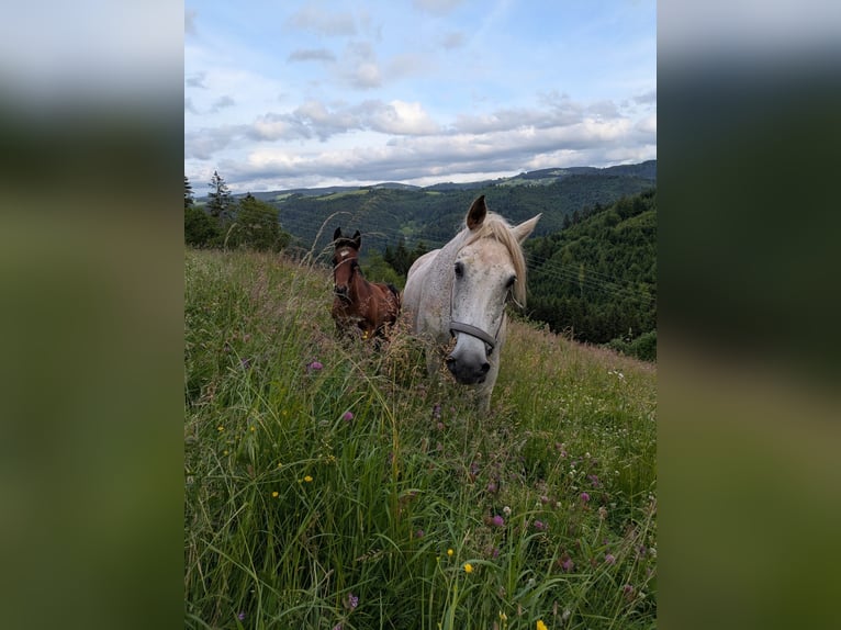 Volbloed Arabier Merrie 10 Jaar 159 cm Vliegenschimmel in Buchenbach