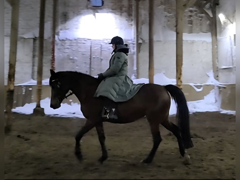 Volbloed Arabier Mix Merrie 10 Jaar 165 cm Bruin in Dorna