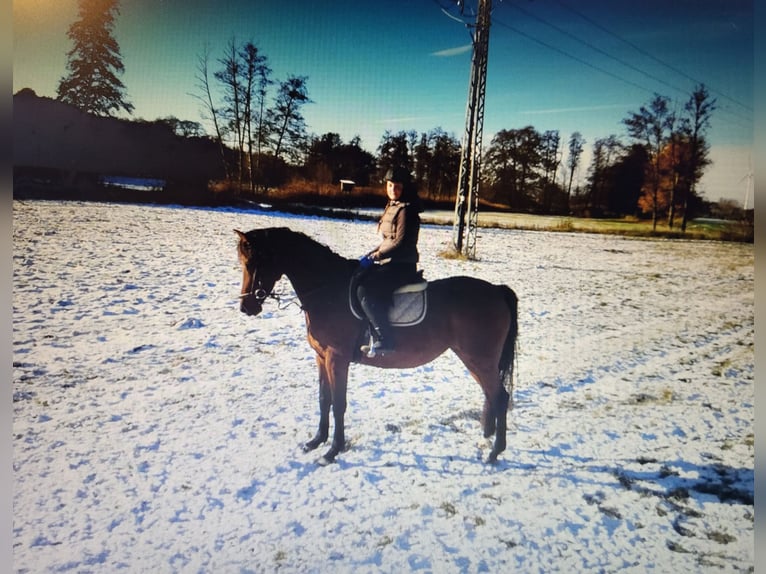 Volbloed Arabier Mix Merrie 10 Jaar 165 cm Bruin in Dorna