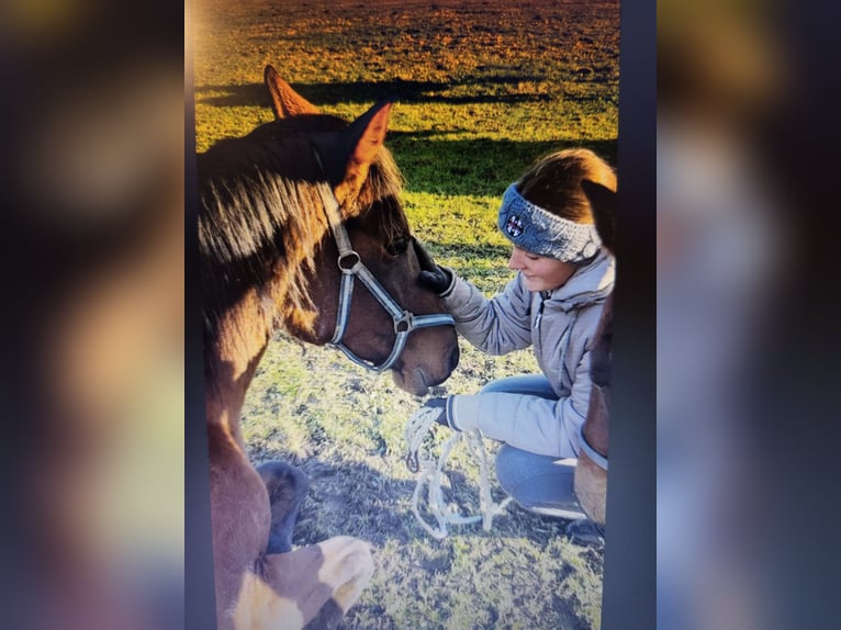 Volbloed Arabier Mix Merrie 10 Jaar 165 cm Bruin in Dorna