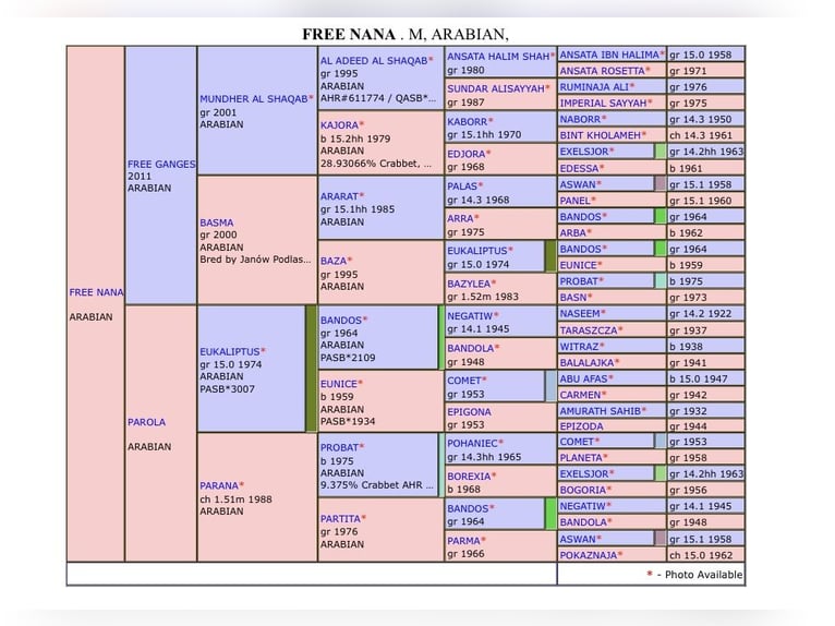 Volbloed Arabier Merrie 10 Jaar Wit in Spoleto