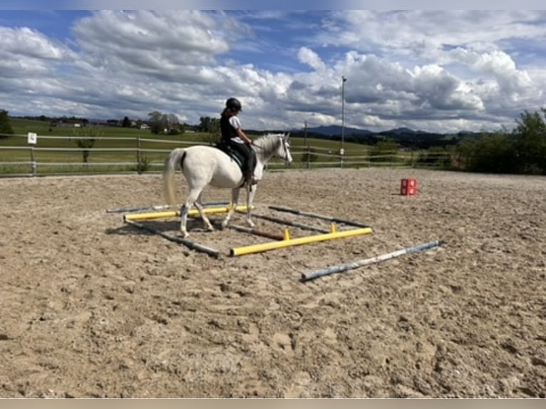 Volbloed Arabier Merrie 11 Jaar 148 cm Schimmel in Kempten