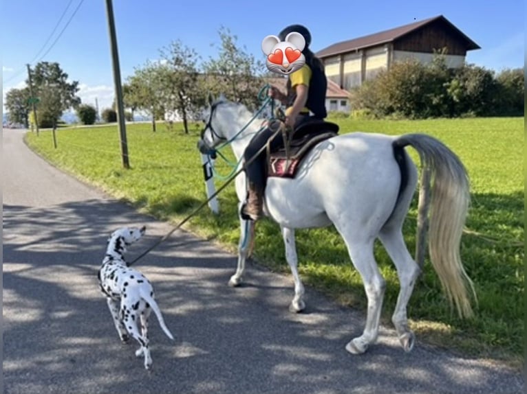 Volbloed Arabier Merrie 11 Jaar 148 cm Schimmel in Kempten