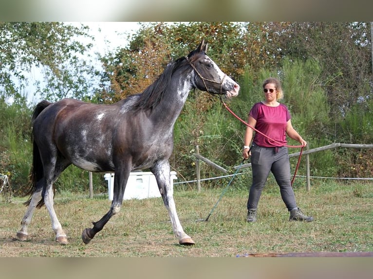 Volbloed Arabier Merrie 11 Jaar 149 cm Zwart in GOVEN